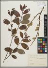 Foto von Salix piperi Bebb